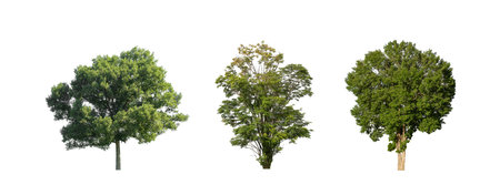 Set of trees silhouette for brush on white backgroundの写真素材