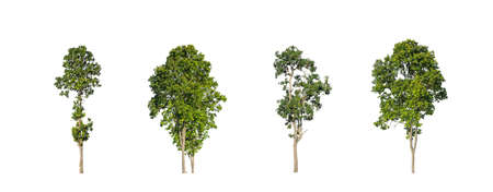 The collection of trees, Set of Isolated trees on white backgroundの写真素材