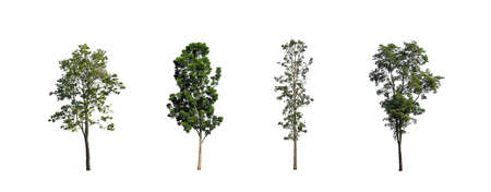 The collection of trees, Set of Isolated trees on white backgroundの写真素材