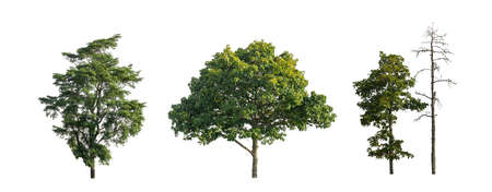 Set of trees silhouette for brush on white backgroundの写真素材