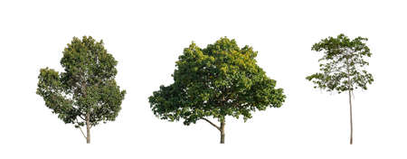 Set of trees silhouette for brush on white backgroundの写真素材