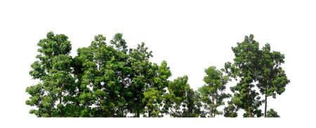 Forest and foliage in summer for both printing and web pages isolated on white backgroundの写真素材