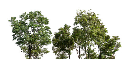 Forest and foliage in summer for both printing and web pages isolated on white backgroundの写真素材