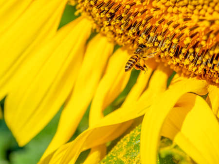 Bee collects nectar from a sunflowerの写真素材