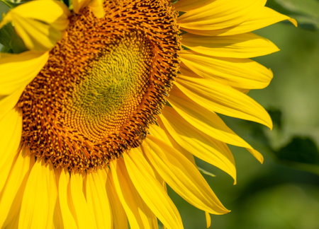 Bee collects nectar from a sunflowerの写真素材
