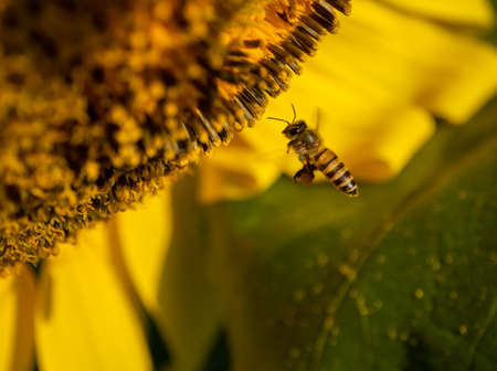 Bee collects nectar from a sunflowerの写真素材