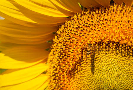 Bee collects nectar from a sunflower