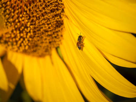 Bee collects nectar from a sunflowerの写真素材