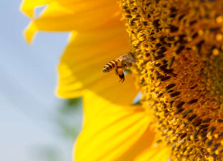 Bee collects nectar from a sunflowerの写真素材