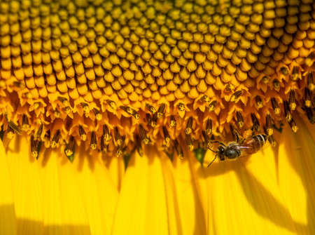 Flying insects gather nectar from sunflower.の写真素材