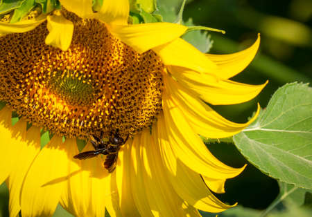 Close up view of Flying insect collects nectar from a sunflowerの写真素材