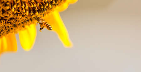Bee collects nectar from a sunflowerの写真素材