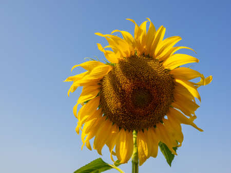 Sunflower blooming in the morning sky backgroundの写真素材