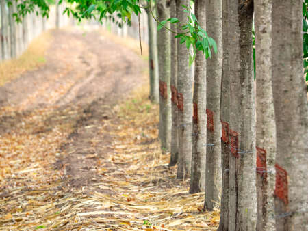 tree trunk isolated Forest and foliage in summer. from backgroundの写真素材