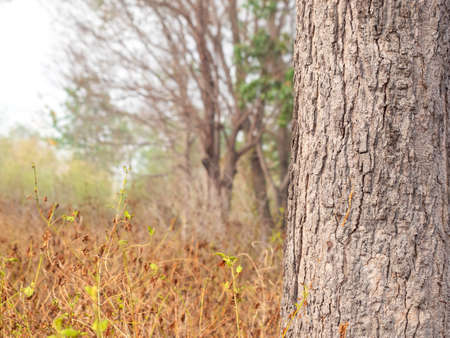 tree trunk isolated Forest and foliage in summer. from backgroundの写真素材