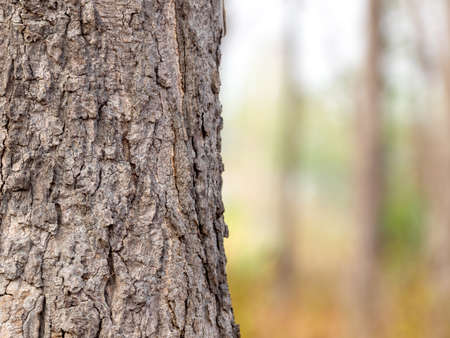 tree trunk isolated Forest and foliage in summer. from backgroundの写真素材