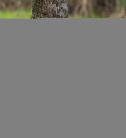 Empty tree trunk for display montags Forest and foliage in summerの写真素材