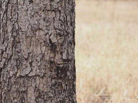 tree trunks in summerの写真素材