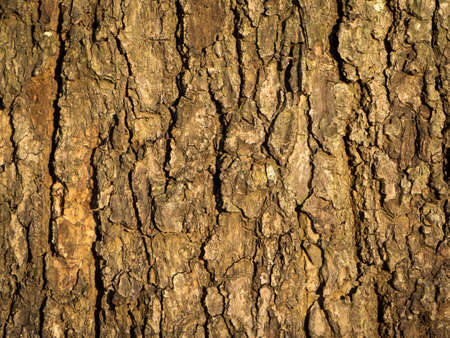 Seamless tree bark background, Brown tileable texture