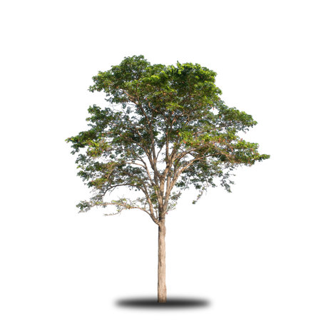 Seasonal tree on white backgroundの写真素材