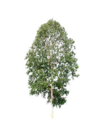 isolated tree on white backgroundの写真素材