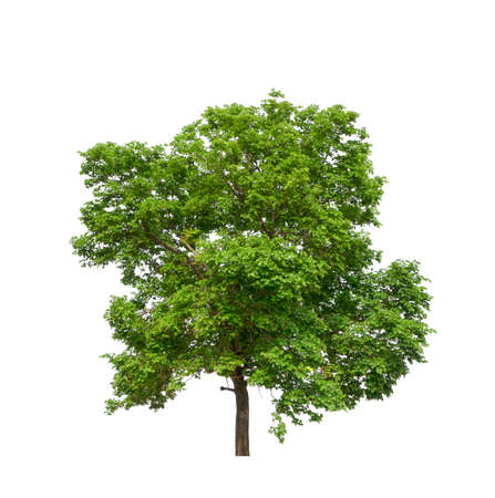 isolated tree on white background