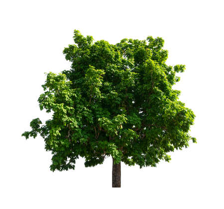 tree on a white backgroundの写真素材