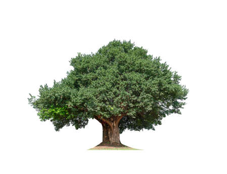 tree on a white backgroundの写真素材