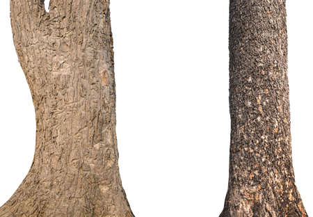 isolated set tree trunk Collection on White background.の写真素材