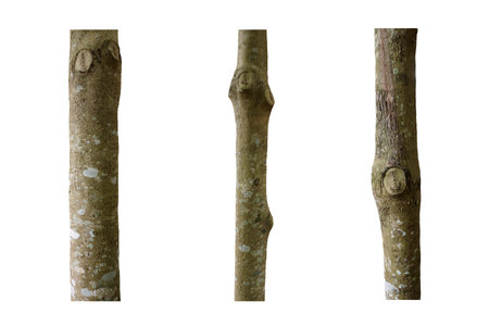 isolated set tree trunk Collection on White background.の写真素材