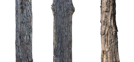 isolated set tree trunk Collection on White background.の写真素材