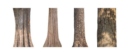 isolated tree trunk Collection on White background.の写真素材