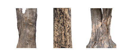 isolated tree trunk Collection on White background.の写真素材