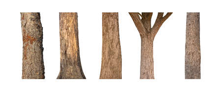 isolated tree trunk Collection on White background.の写真素材