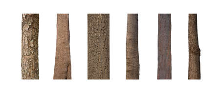isolated tree trunk Collection on White background.の写真素材