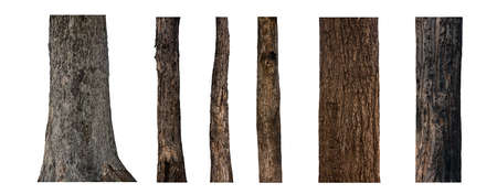 isolated tree trunk Collection on White background.の写真素材