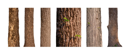 isolated tree trunk Collection on White background.の写真素材