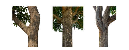 isolated tree trunk Collection on White background.