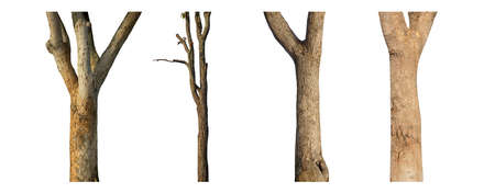 isolated tree trunk Collection on White background.