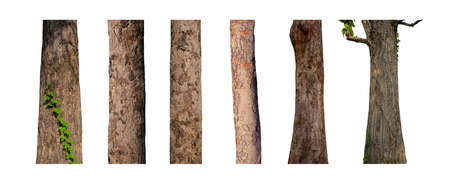 isolated tree trunk Collection on White background.の写真素材