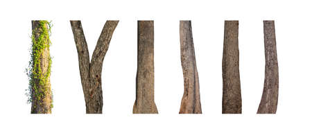 isolated tree trunk Collection on White background.の写真素材