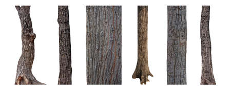 isolated tree trunk Collection on White background.の写真素材