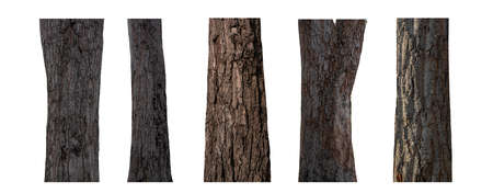 isolated tree trunk Collection on White background.の写真素材