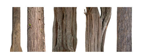 isolated tree trunk Collection on White background.の写真素材