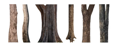 isolated tree trunk Collection on White background.の写真素材