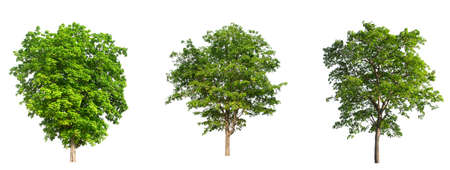Set of Isolated trees on white background , The collection of trees