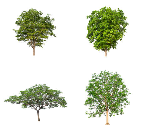 Set of Isolated trees on white background , The collection of treesの写真素材