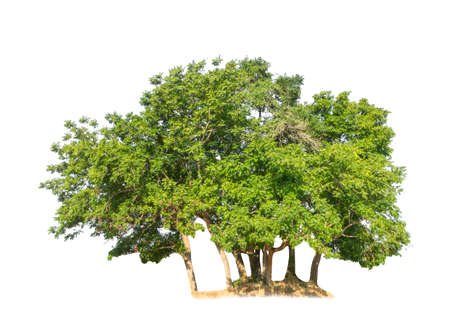 Tree that are isolated on a white background are suitable for both printing and web pagesの写真素材
