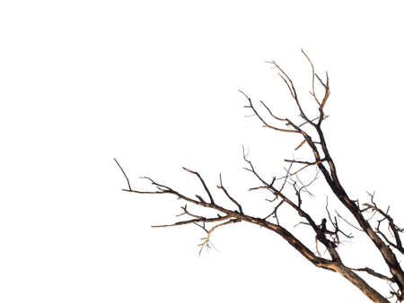 Dried tree branches on a white backgroundの写真素材