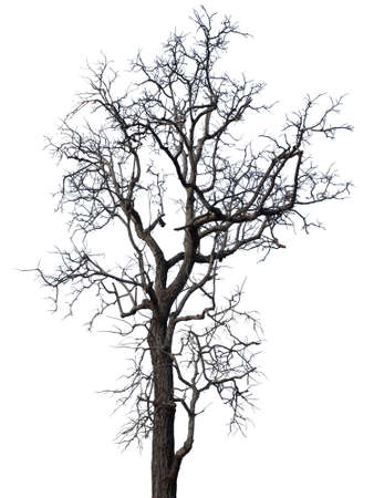 Dead tree isolated on white backgroundの写真素材